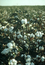Don't leave cotton in the field!